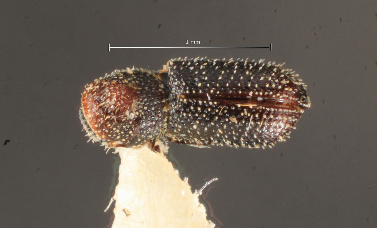 Genus / Species: Pseudothysanoes vorontsovi | Image Author: TH Atkinson | Location: Perú, Cusco, Huarocondo, 5 km NW (52 km NW Cusco towards Machu Picchu) | Image Type: paratype | Collection: University of Texas Insect Collection