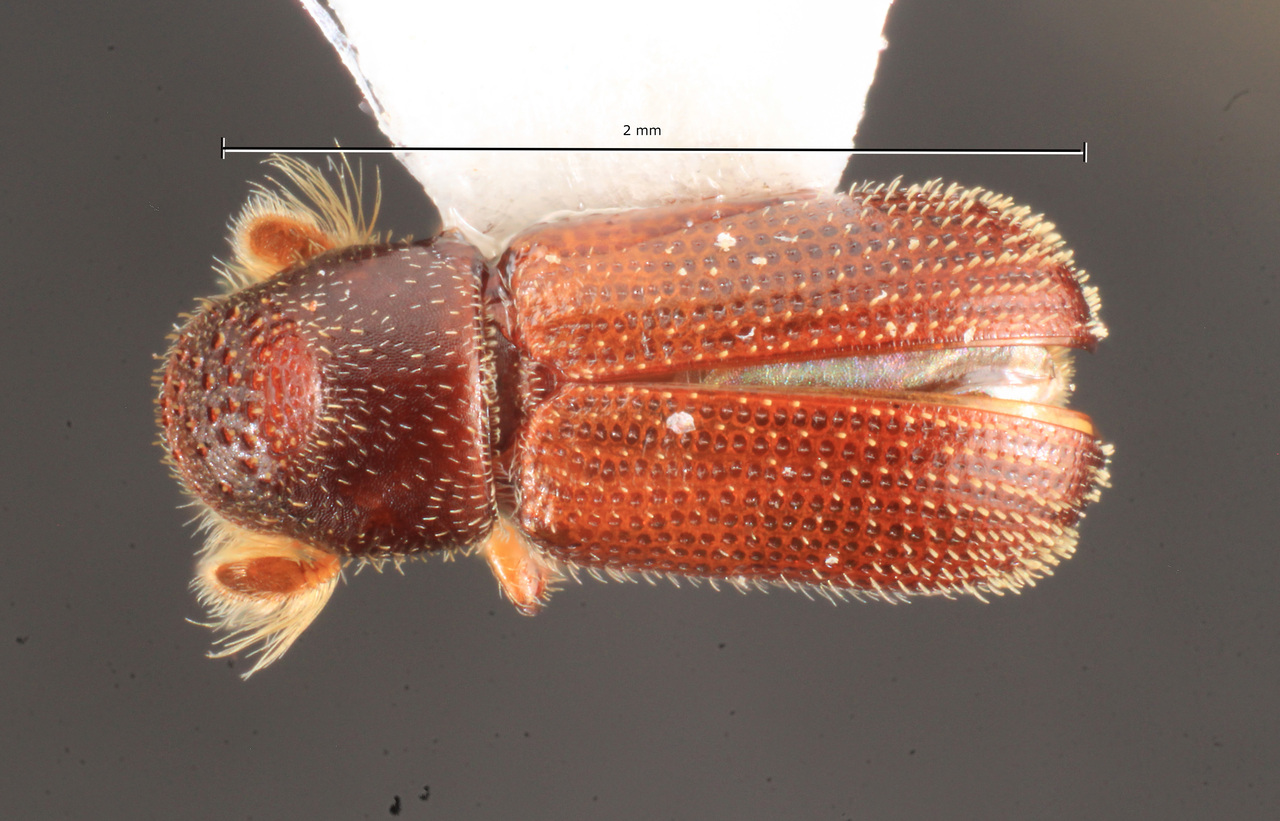 Genus / Species: Thysanoes fimbricornis | Image Author: TH Atkinson | Location: México, Oaxaca, Sta. Catarina Lachatao | Collection: University of Texas Insect Collection