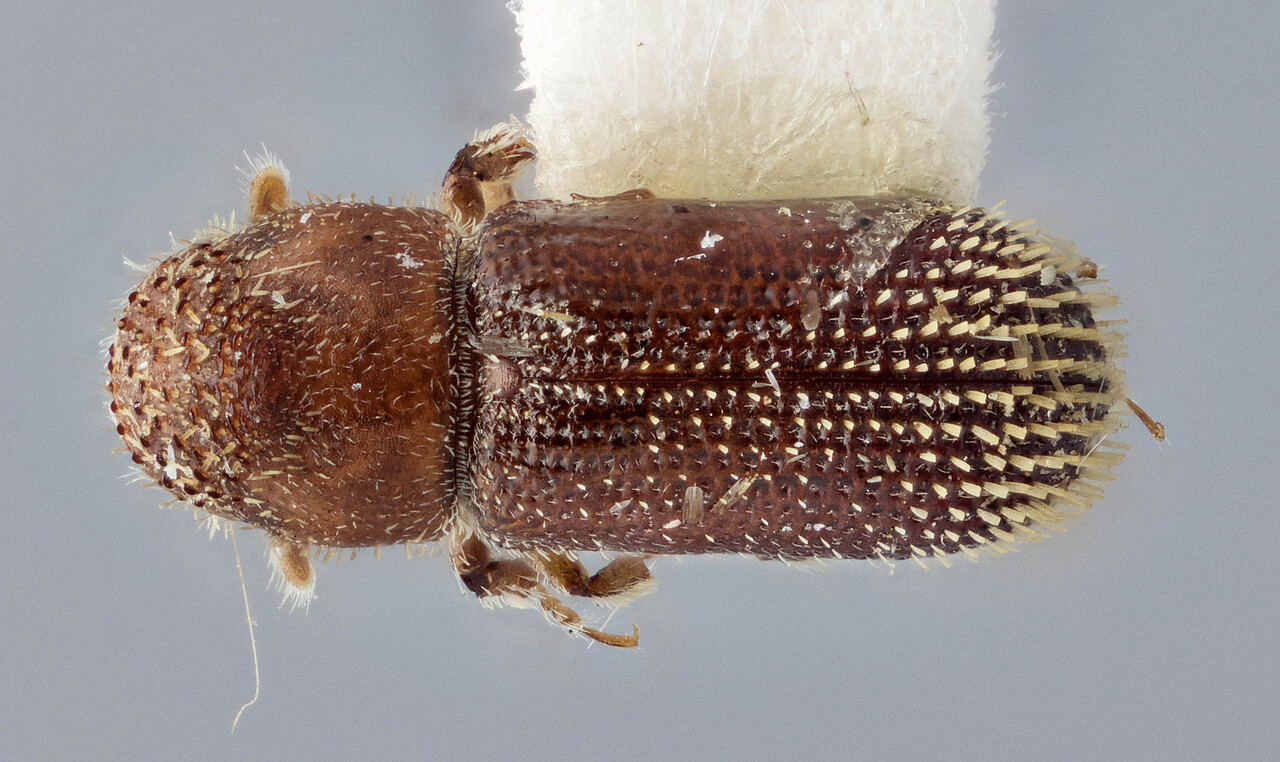 Genus / Species: Thysanoes granulifer | Image Author: J Buffam | Location: México, Chiapas, San Cristobal | Image Type: holotype | Collection: Canadian National Collection of Insects, Arachnids and Nematodes