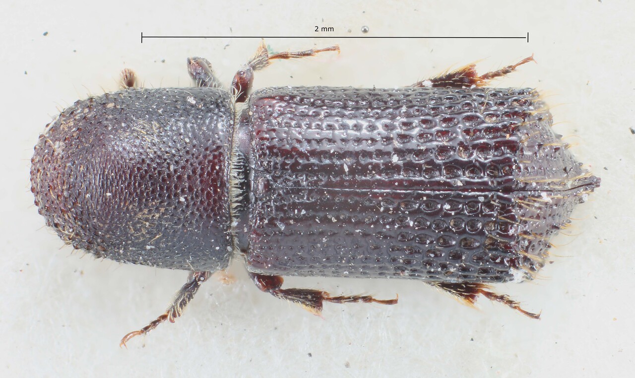 Genus / Species: Hylocurus cancellatus | Image Author: TH Atkinson | Location: Guatemala, El Quiché, Quiche Mtns. | Image Type: lectotype | Collection: British Museum (Natural History)