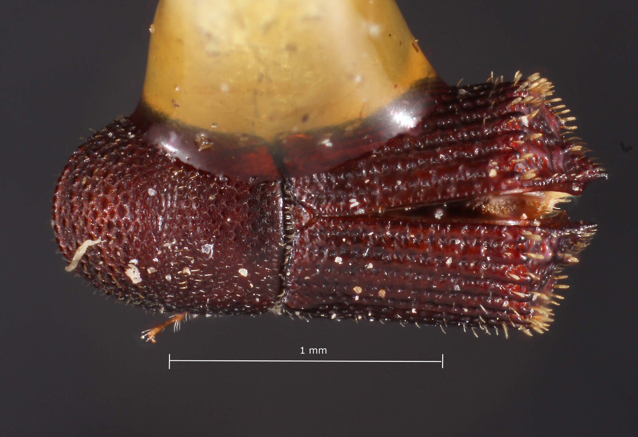 Genus / Species: Hylocurus equidens | Image Author: TH Atkinson | Location: México, San Luís Potosí, Los Abritos, 20 mi NE Cd. del Maíz | Image Type: holotype | Collection: Snow Entomological Museum, Univ. Kansas