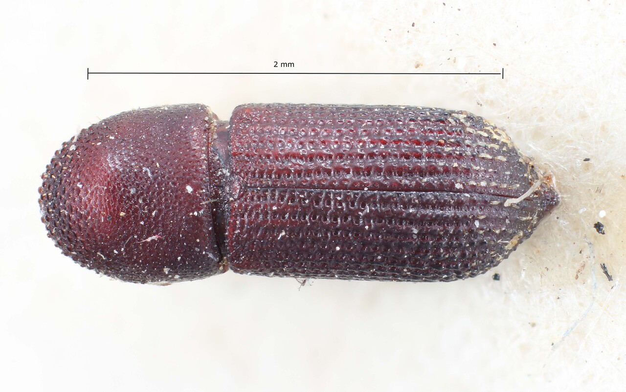 Genus / Species: Hylocurus errans | Image Author: TH Atkinson | Location: Brazil, unknown, Brazil (country / region) | Image Type: lectotype | Collection: British Museum (Natural History)
