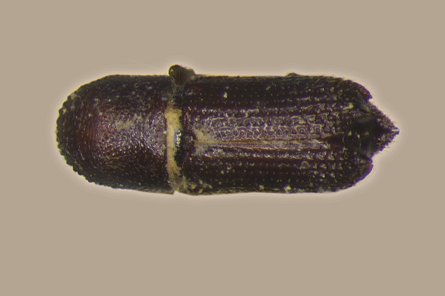 Genus / Species: Hylocurus harnedi | Image Author: TH Atkinson | Location: United States, Mississippi, Mendenhall | Image Type: holotype | Collection: Entomology