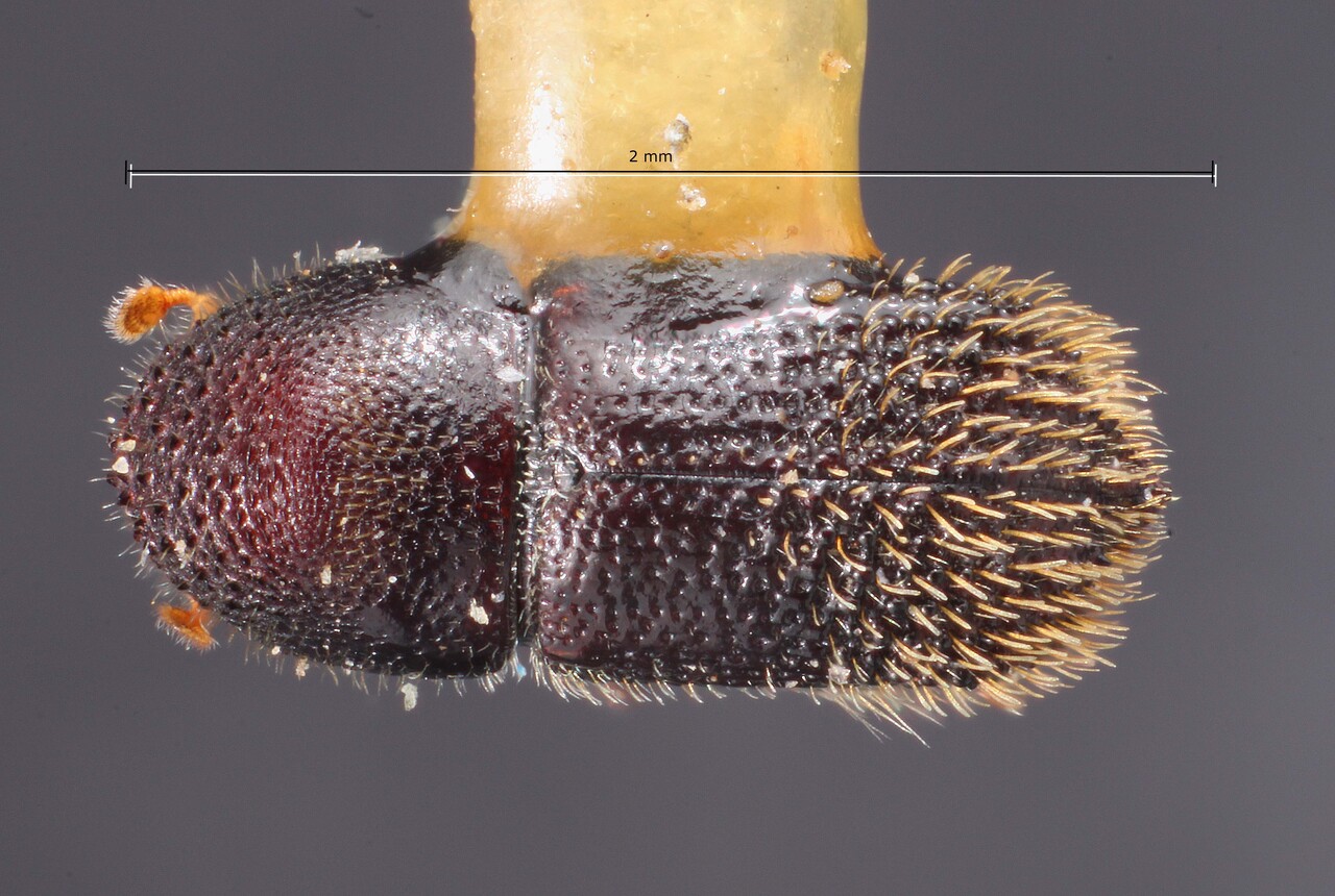 Genus / Species: Hylocurus nodulus | Image Author: TH Atkinson | Location: México, San Luís Potosí, Pujal | Image Type: holotype | Collection: Snow Entomological Museum, Univ. Kansas