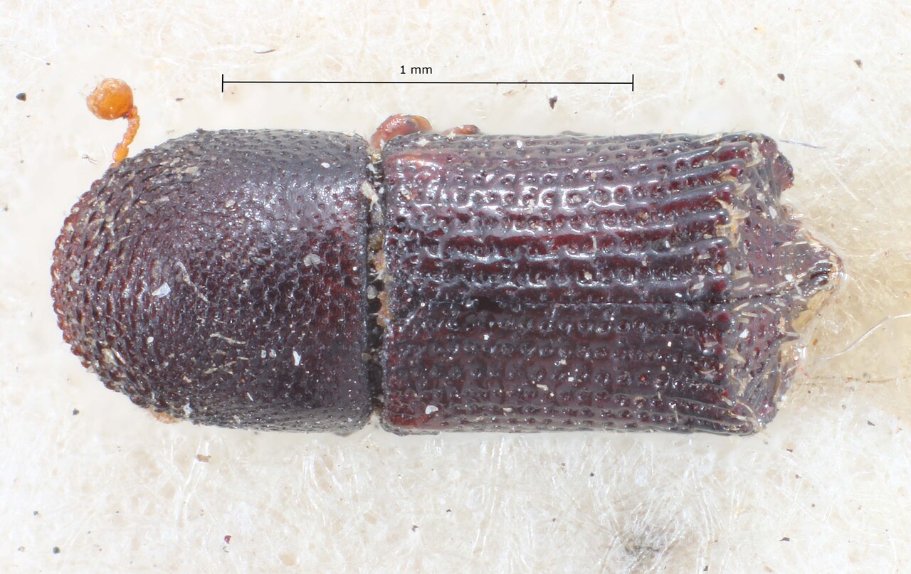 Genus / Species: Hylocurus retusipennis | Image Author: TH Atkinson | Location: Brazil, unknown, Brazil (country / region) | Image Type: holotype | Collection: British Museum (Natural History)