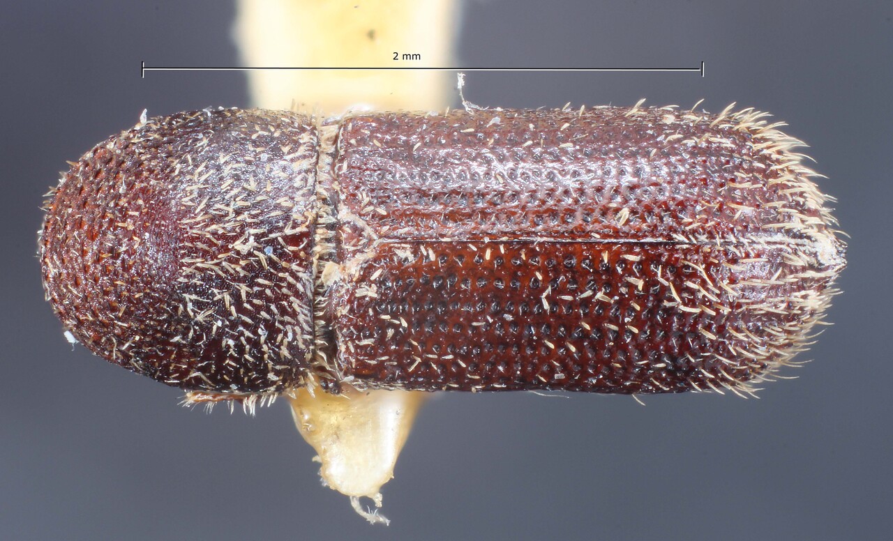 Genus / Species: Hylocurus robustus | Image Author: TH Atkinson | Location: Brazil, Santa Catarina, Nova Teutonia | Collection: British Museum (Natural History)