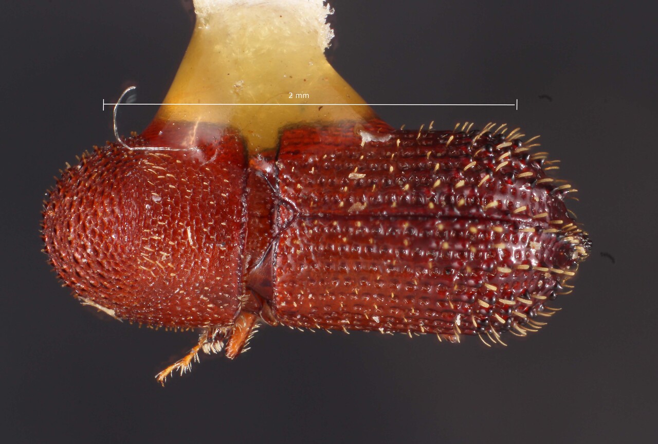 Genus / Species: Hylocurus ruber | Image Author: TH Atkinson | Location: México, San Luís Potosí, Los Abritos, 20 mi NE Cd. del Maíz | Image Type: holotype | Collection: Snow Entomological Museum, Univ. Kansas