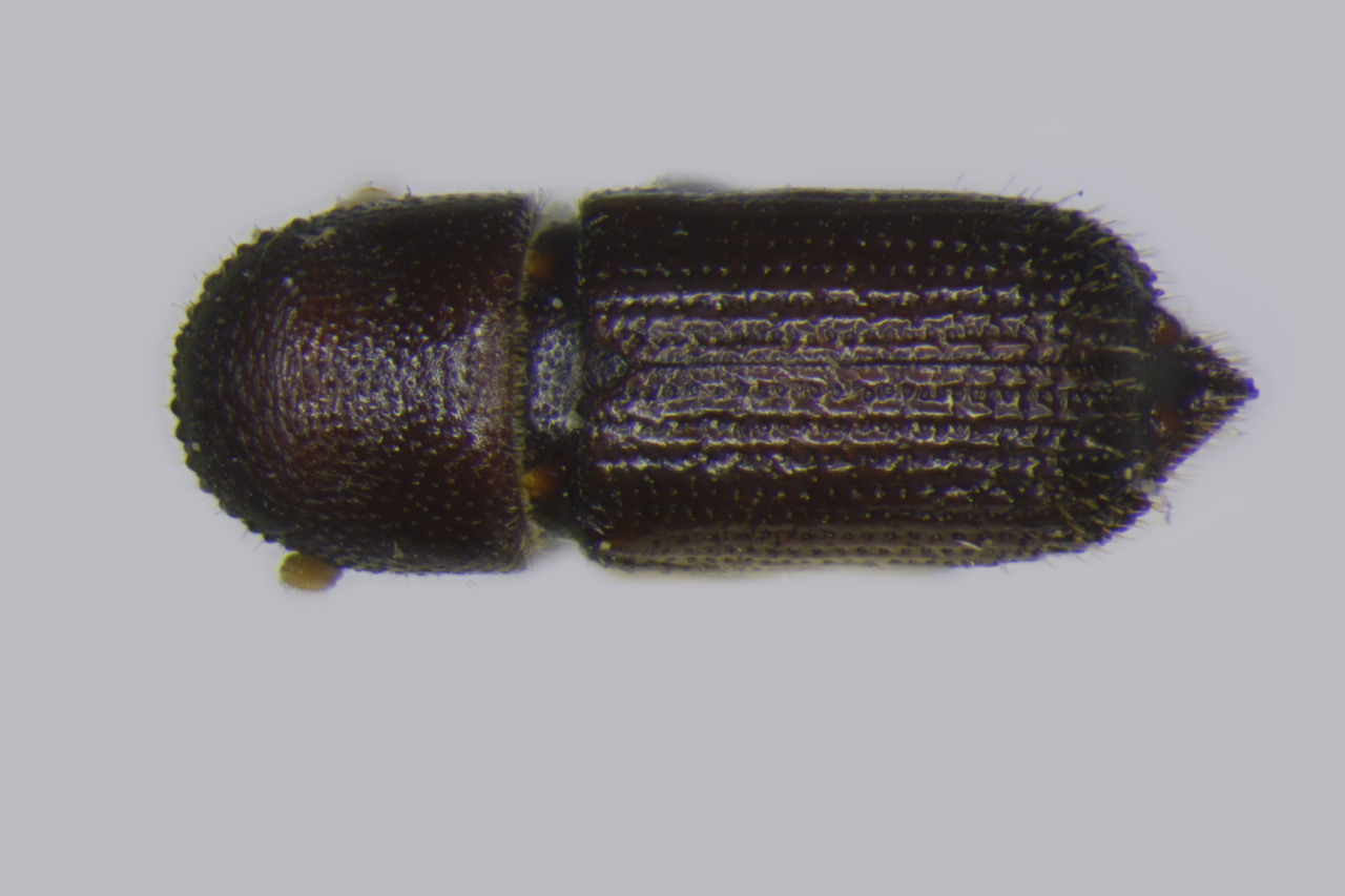 Genus / Species: Hylocurus spadix | Image Author: TH Atkinson | Location: United States, North Carolina, Tryon | Image Type: holotype | Collection: Entomology