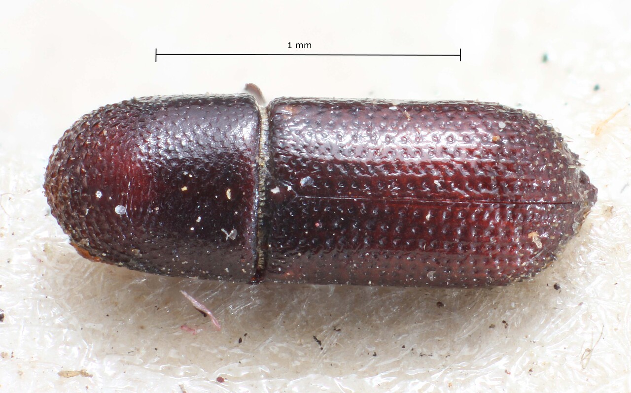 Genus / Species: Hylocurus vagabundus | Image Author: TH Atkinson | Location: Brazil, unknown, Brazil (country / region) | Image Type: holotype | Collection: British Museum (Natural History)