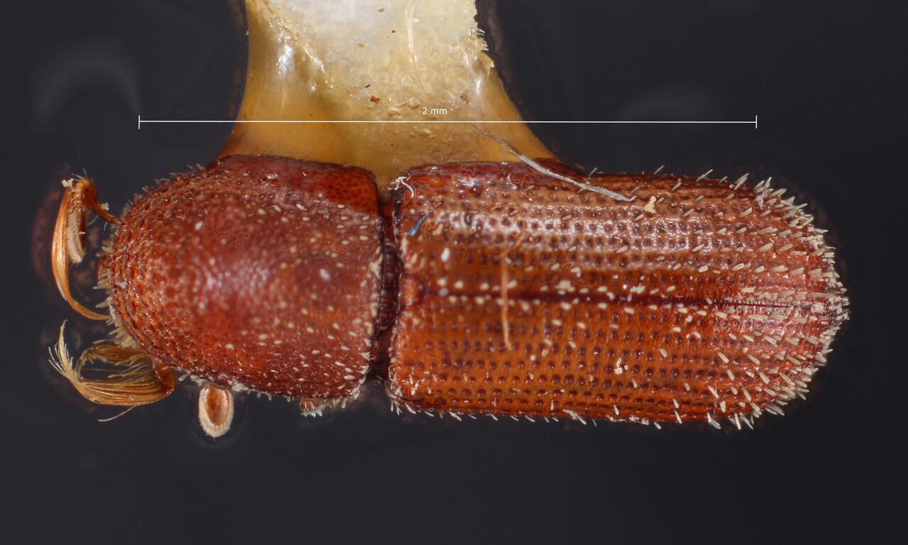 Genus / Species: Micracis evanescens | Image Author: TH Atkinson | Location: México, Durango, El Salto, 48 km SW  | Image Type: holotype | Collection: Snow Entomological Museum, Univ. Kansas