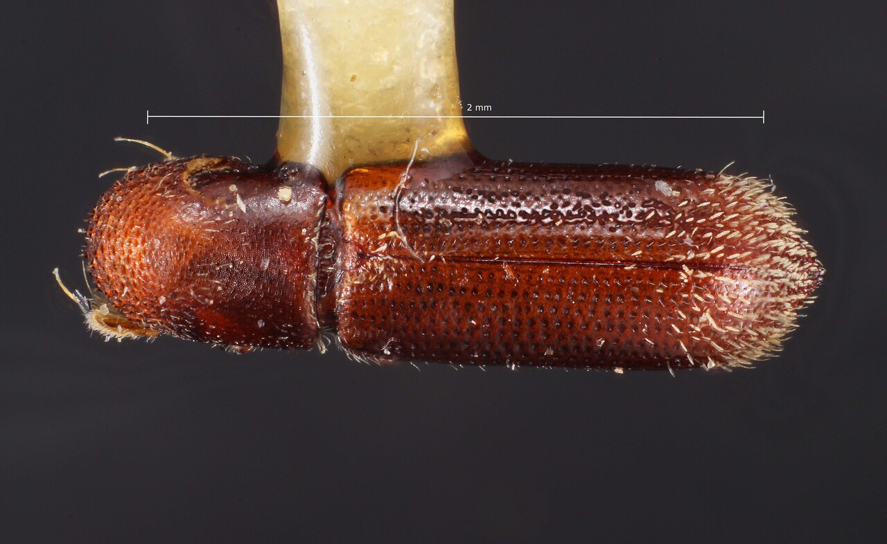 Genus / Species: Micracis ovata | Image Author: TH Atkinson | Location: México, Puebla, Teziutlan, 5 mi NE | Image Type: holotype | Collection: Snow Entomological Museum, Univ. Kansas