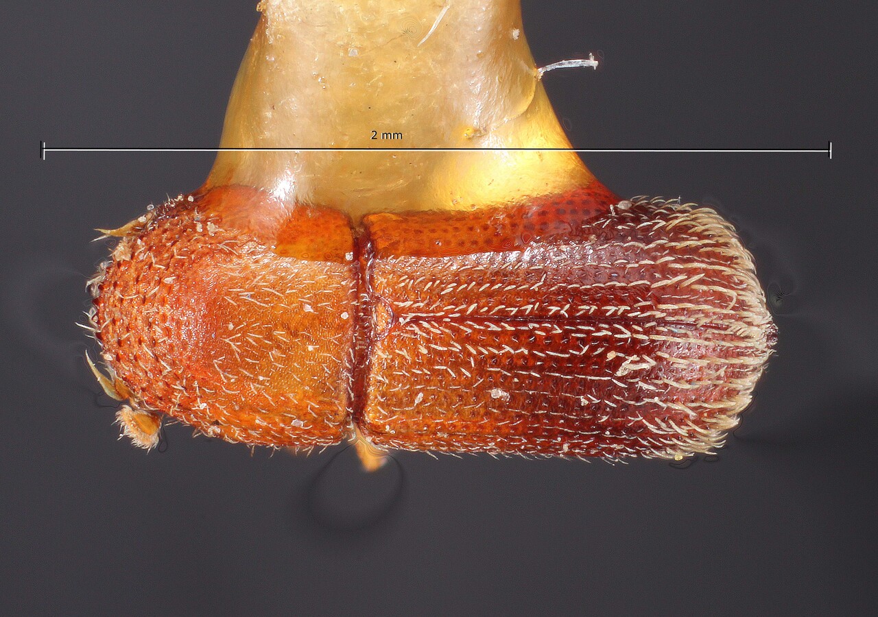 Genus / Species: Micracis swainei | Image Author: TH Atkinson | Location: México, San Luís Potosí, El Salto | Image Type: holotype | Collection: Snow Entomological Museum, Univ. Kansas