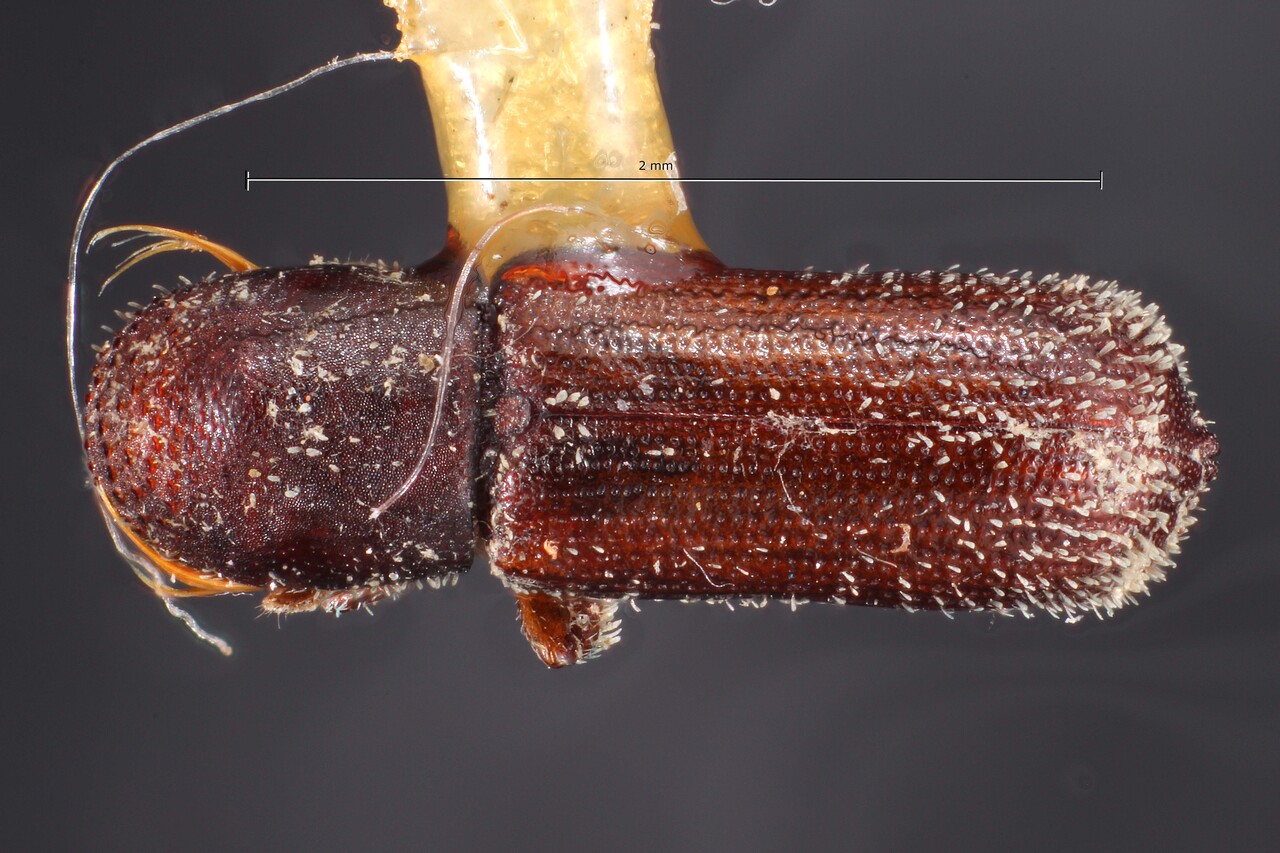 Genus / Species: Micracis lignator | Image Author: TH Atkinson | Location: México, Hidalgo, Jacala, 11 (17 km) mi NE | Image Type: holotype | Collection: Snow Entomological Museum, Univ. Kansas