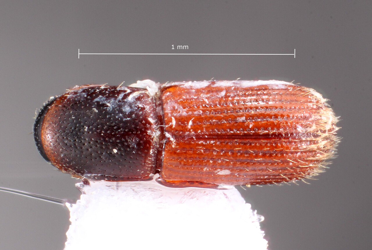 Genus / Species: Microborus aberrans | Image Author: TH Atkinson | Location: Fr. Guiana, Cayenne, Roura, 30 km SE, Amazon Nature Lodge on Kaw Rd. | Collection: University of Texas Insect Collection