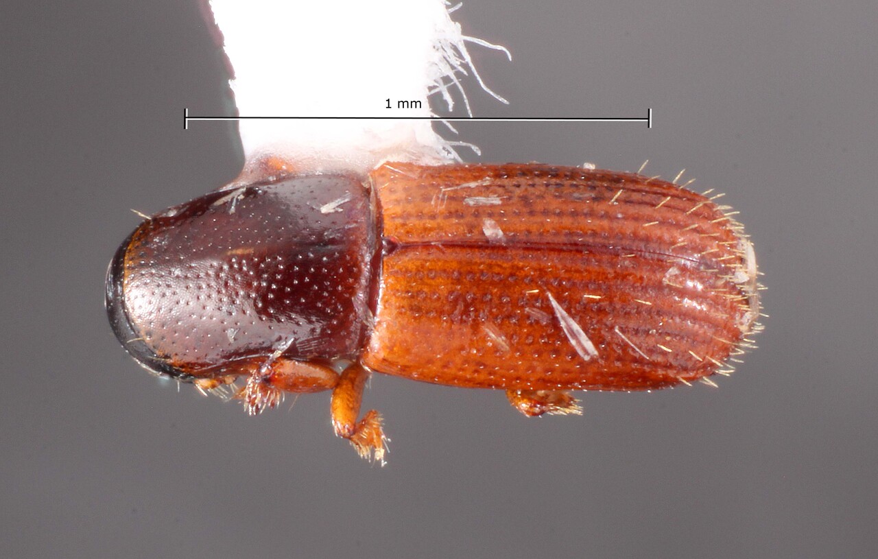 Genus / Species: Microborus ambitus | Image Author: TH Atkinson | Location: Guatemala, Izabal, Finca Firmeza | Collection: University of Texas Insect Collection