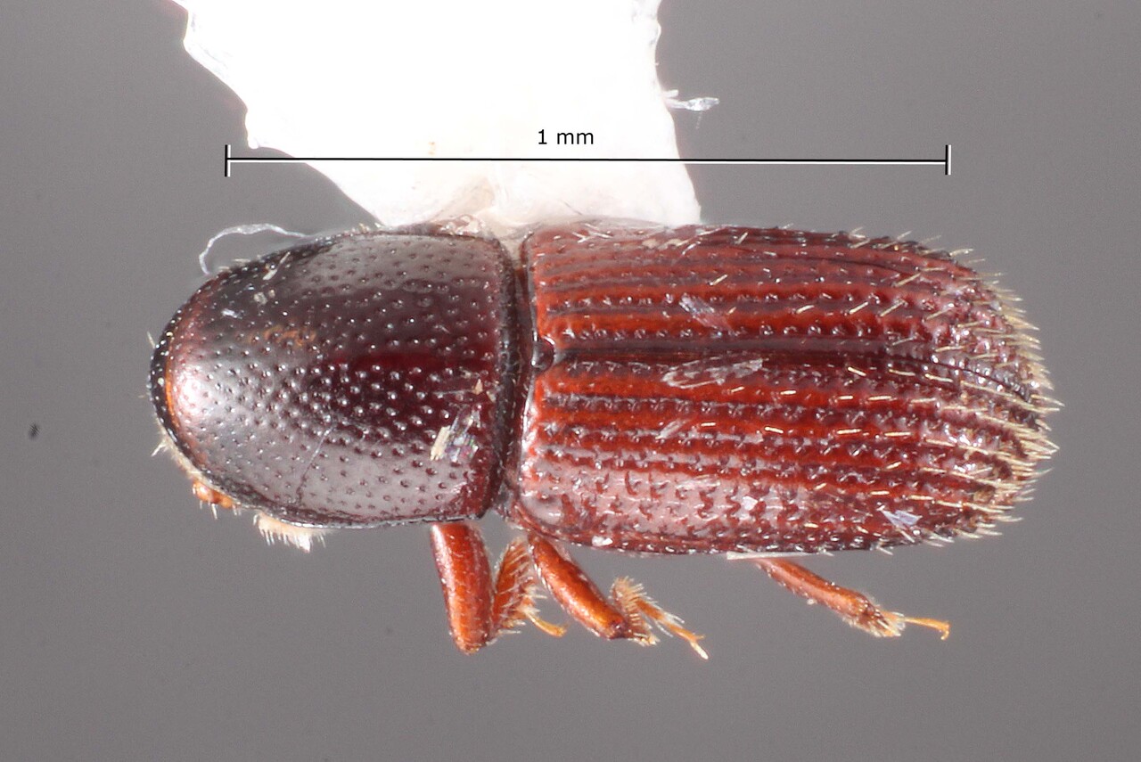 Genus / Species: Microborus boops | Image Author: TH Atkinson | Location: Panamá, Panamá, Ft. Clayton, Albrook Forest | Collection: University of Texas Insect Collection