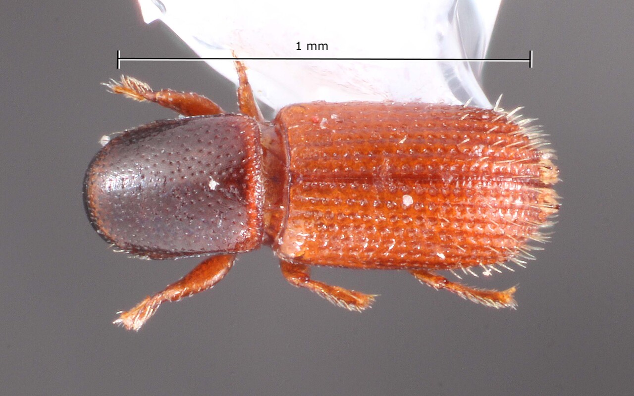 Genus / Species: Microborus tha guyana | Image Author: TH Atkinson | Location: Fr. Guiana, Cayenne, Roura, 30 km SE, Amazon Nature Lodge on Kaw Rd. | Collection: T.H. Atkinson, synoptic collection