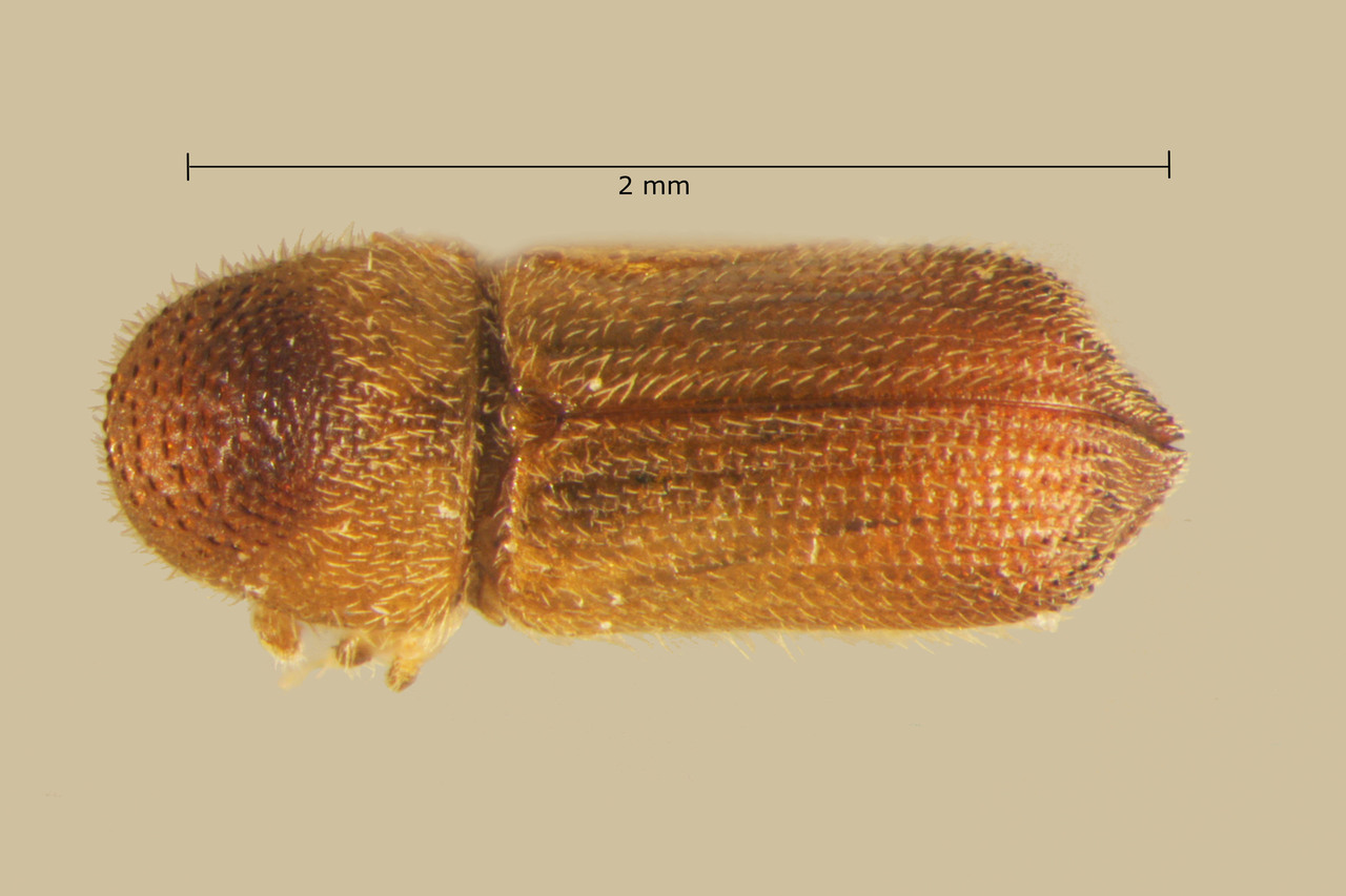 Genus / Species: Phloeocleptus plagiatus | Image Author: TH Atkinson | Location: México, Michoacán, Uruapan | Collection: University of Texas Insect Collection
