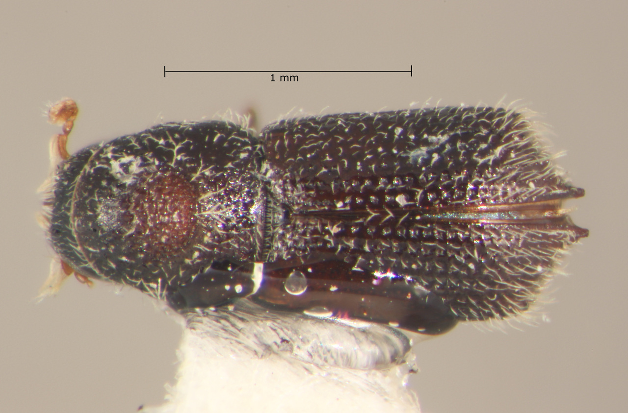 Genus / Species: Phloeocleptus caudatus | Image Author: TH Atkinson | Location: México, Puebla, Apulco | Collection: Centro de Entomología y Acarología