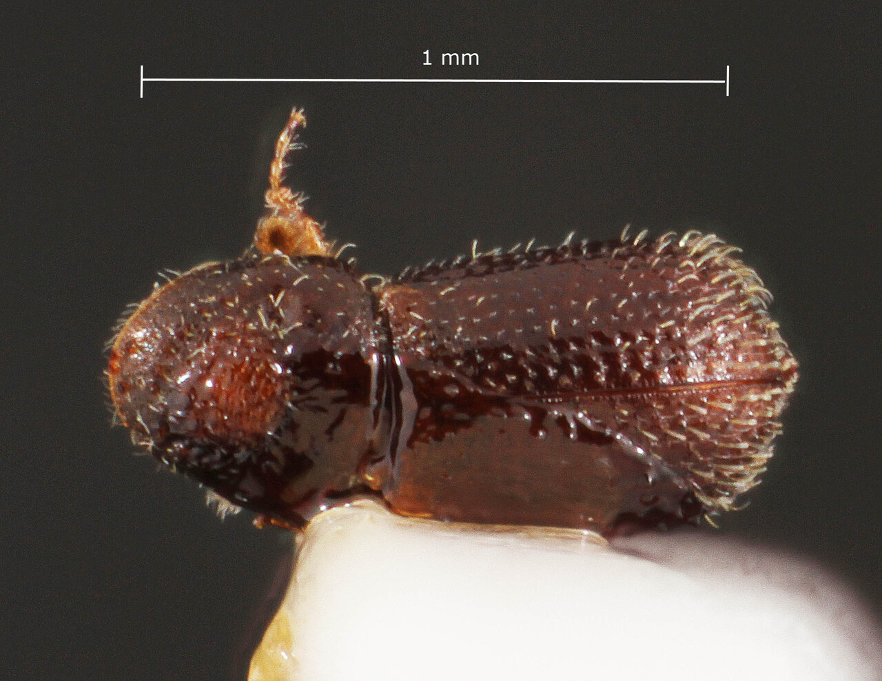 Genus / Species: Phloeocleptus obscurus | Image Author: TH Atkinson | Location: México, San Luís Potosí, El Salto | Image Type: paratype | Collection: Entomology