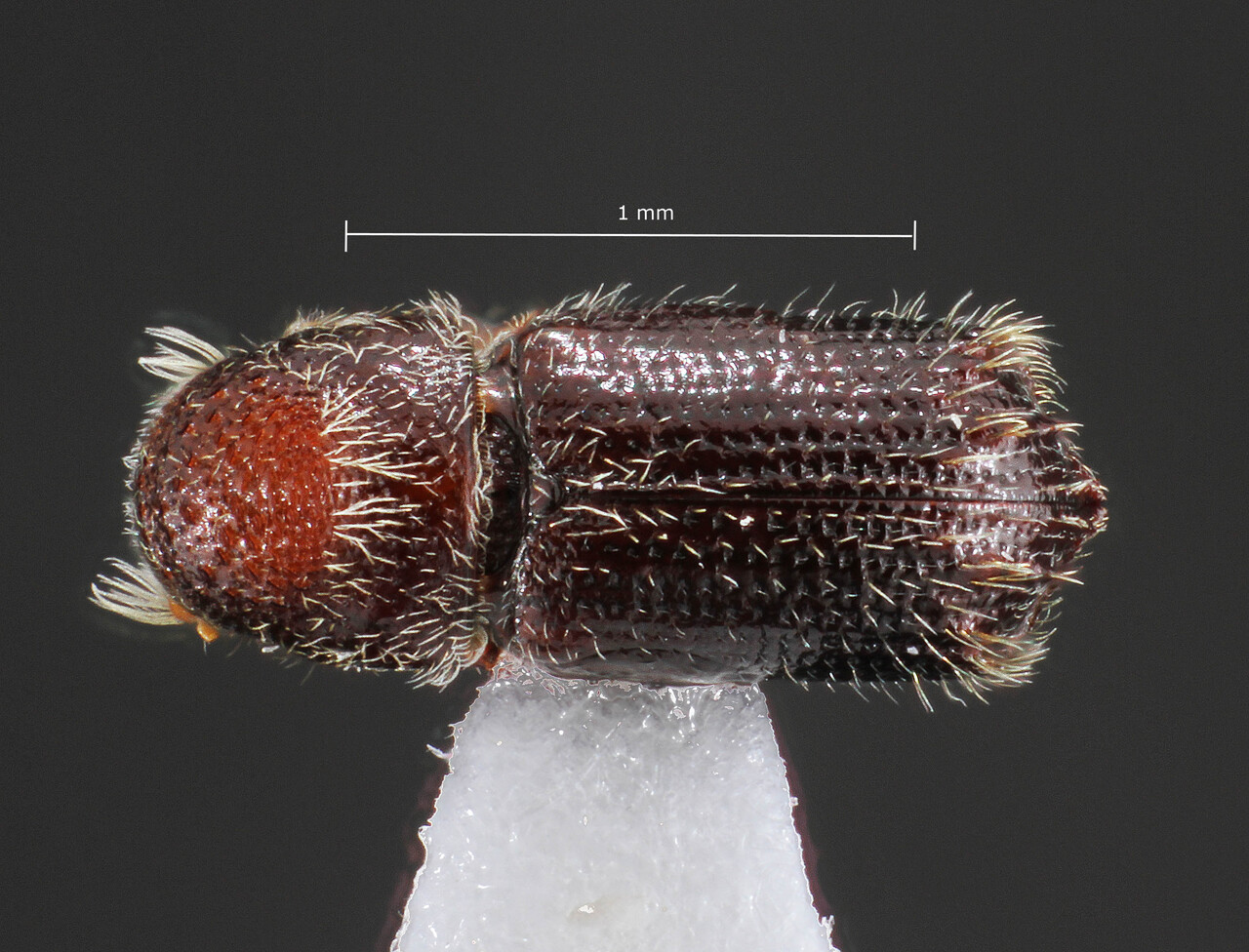 Genus / Species: Phloeocleptus lorenzfischeri | Image Author: TH Atkinson | Location: México, Oaxaca, Sta. Ma. Xadani, 10 km N | Collection: T.H. Atkinson, synoptic collection