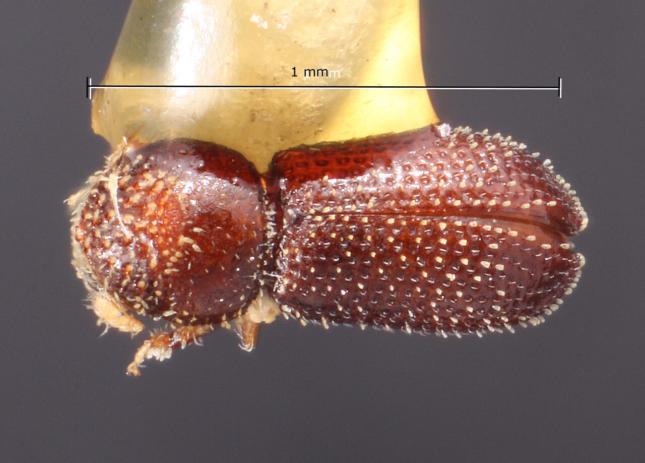 Genus / Species: Pseudothysanoes costatus | Image Author: TH Atkinson | Location: United States, Arizona, Madera Canyon | Image Type: holotype | Collection: Snow Entomological Museum, Univ. Kansas