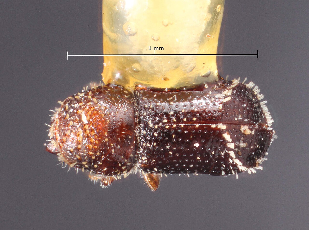Genus / Species: Pseudothysanoes heliura | Image Author: TH Atkinson | Location: United States, Texas, Luling | Image Type: holotype | Collection: Snow Entomological Museum, Univ. Kansas