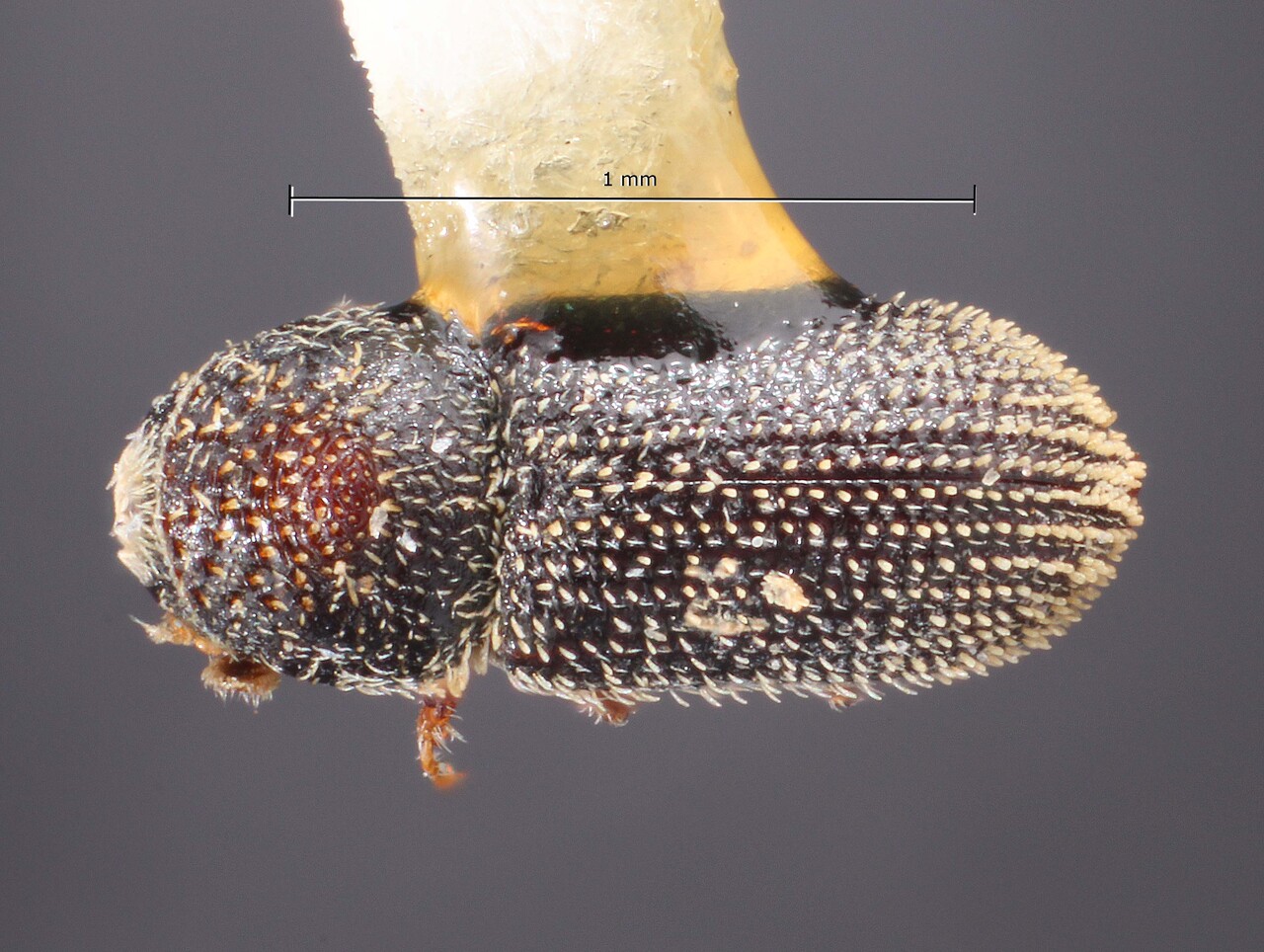 Genus / Species: Pseudothysanoes quercicolens | Image Author: TH Atkinson | Location: México, Durango, El Salto, 48 km SW  | Image Type: holotype | Collection: Snow Entomological Museum, Univ. Kansas