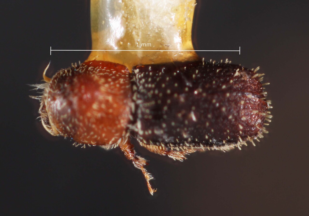 Genus / Species: Stenoclyptus ruficollis | Image Author: TH Atkinson | Location: México, Puebla, Matamoros, 12 mi (19 km) SE | Image Type: holotype | Collection: Snow Entomological Museum, Univ. Kansas