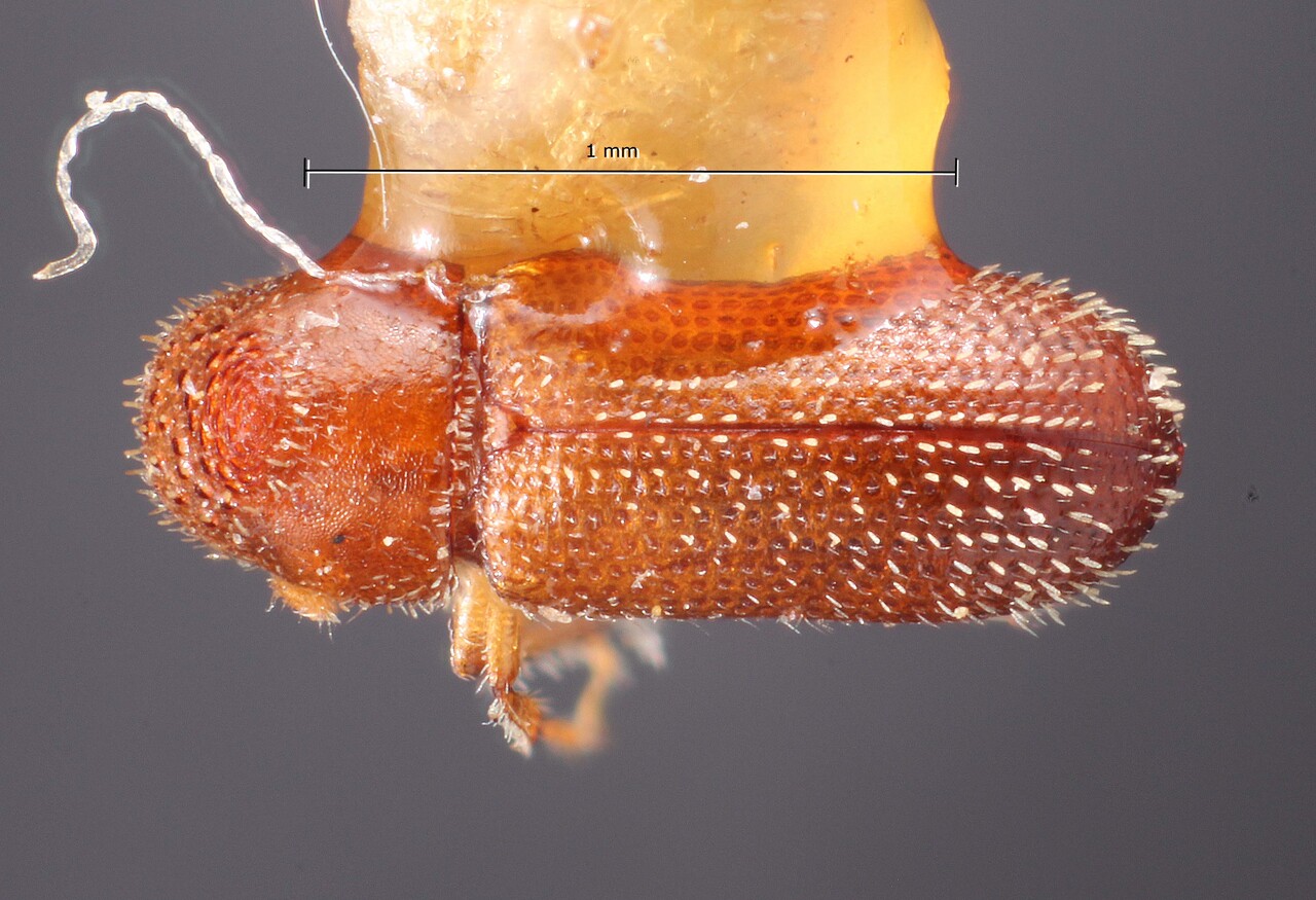 Genus / Species: Thysanoes texanus | Image Author: TH Atkinson | Location: México, Oaxaca, Oaxaca, 40 km SE | Image Type: holotype | Collection: Snow Entomological Museum, Univ. Kansas