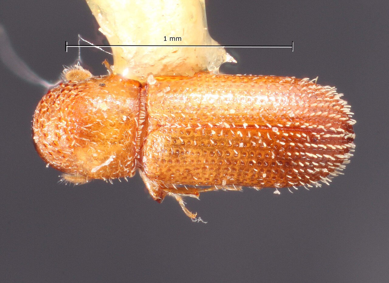 Genus / Species: Thysanoes pallens | Image Author: TH Atkinson | Location: United States, Florida, Sanford | Image Type: holotype | Collection: Snow Entomological Museum, Univ. Kansas