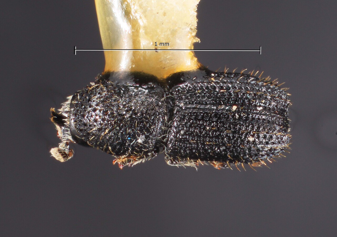 Genus / Species: Cactopinus cactophthorus | Image Author: TH Atkinson | Location: México, Puebla, Tehuitzingo, 16 km SE | Image Type: holotype | Collection: Snow Entomological Museum, Univ. Kansas