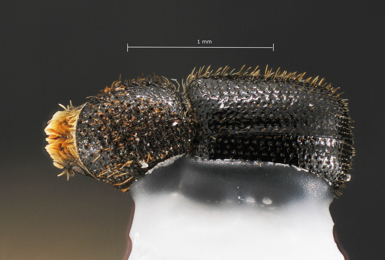 Genus / Species: Cactopinus rhettbutleri | Image Author: TH Atkinson | Location: México, Puebla, Coxcatlán | Image Type: allotype | Collection: University of Texas Insect Collection