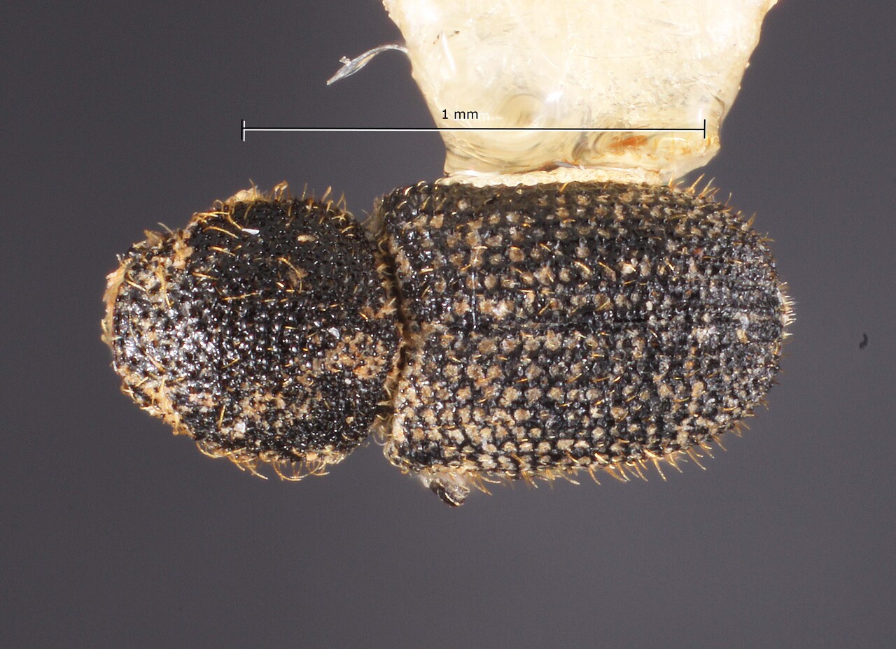 Genus / Species: Cactopinus burjosi | Image Author: TH Atkinson | Location: México, Morelos, El Astillero | Collection: Texas A&M University Insect Collection