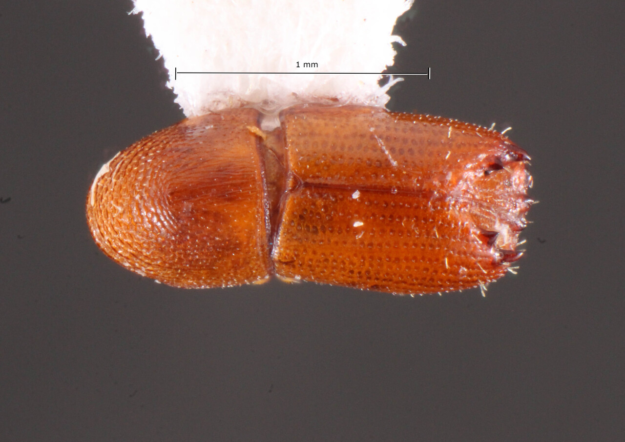Genus / Species: Pityophthorus dimorphus | Image Author: TH Atkinson | Location: Brazil, Mato Grosso, São José dos Quatro Marcos | Collection: Faculdade de Engenharia
