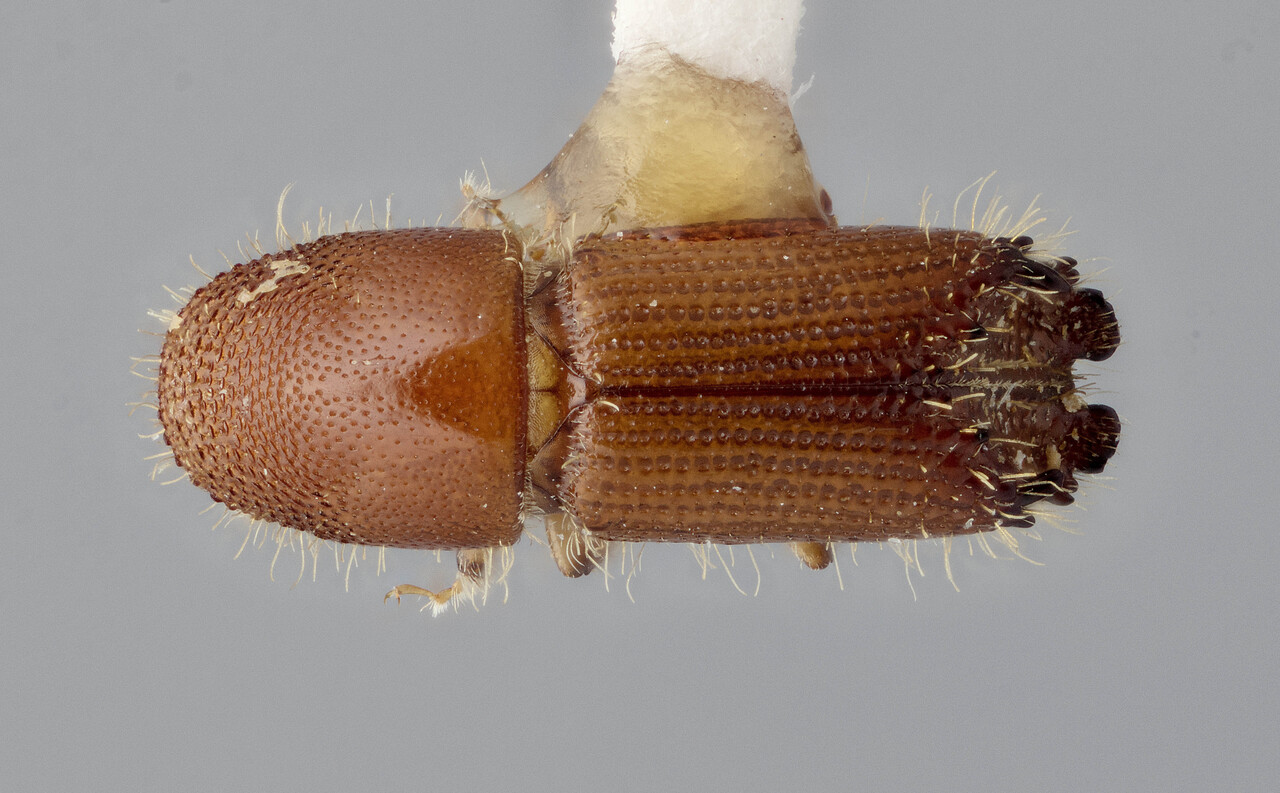 Genus / Species: Acanthotomicus explanatus | Image Author: J Buffam | Location: Malaysia, Sabah, Lahad Datu to Dannum Valley, km. 62 | Image Type: holotype | Collection: Canadian National Collection of Insects, Arachnids and Nematodes