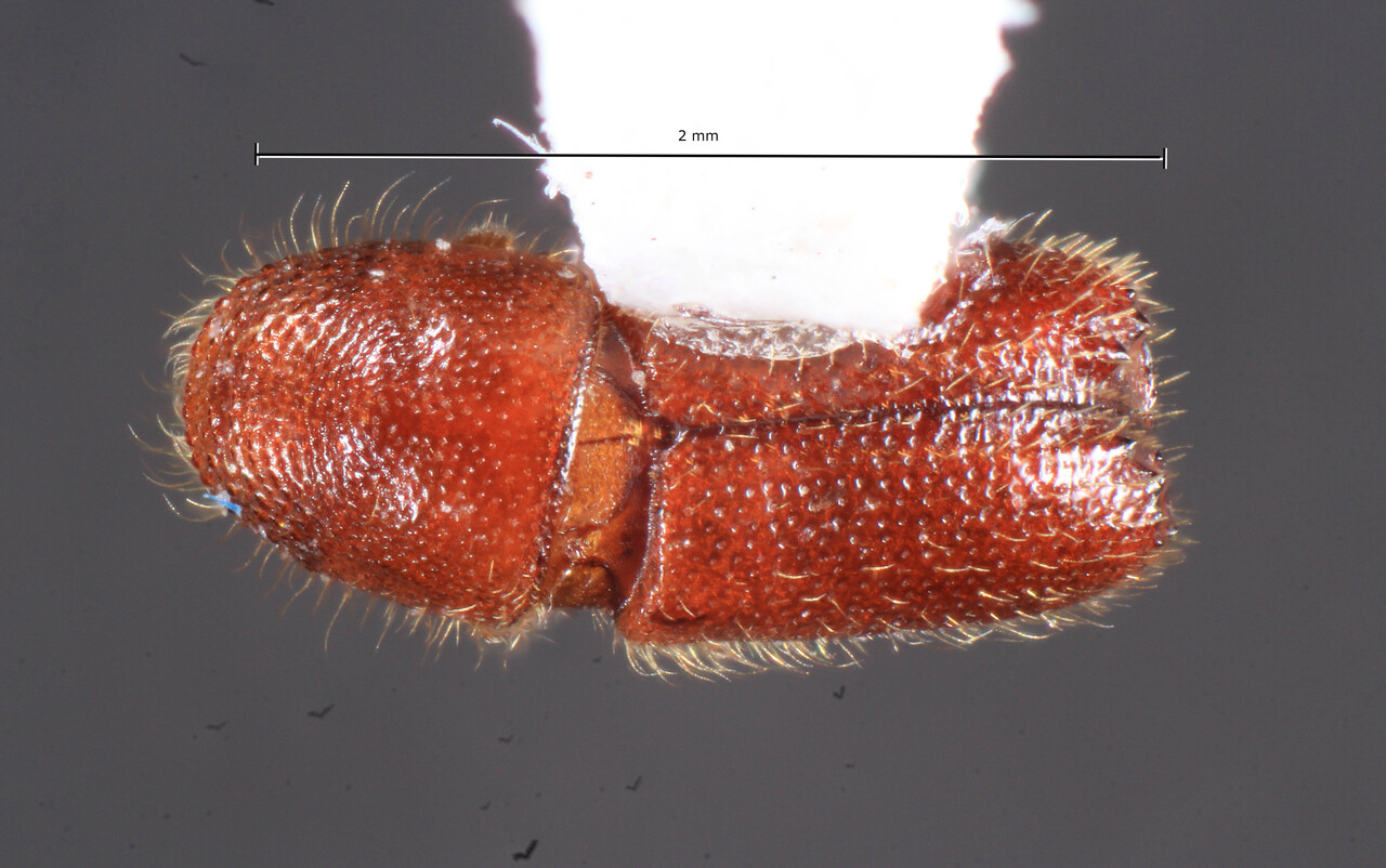 Genus / Species: Acanthotomicus mimicus | Image Author: TH Atkinson | Location: Guatemala, Petén, Parque Natural Ixpanpajul | Collection: University of Texas Insect Collection
