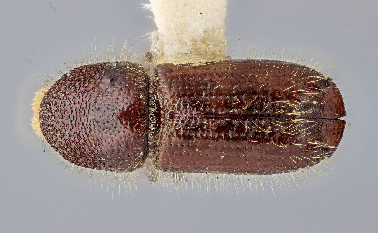 Genus / Species: Ips tridens engelmanni | Image Author: J Buffam | Location: Canada, British Columbia, Yoho N.P., | Image Type: holotype | Collection: Canadian National Collection of Insects, Arachnids and Nematodes