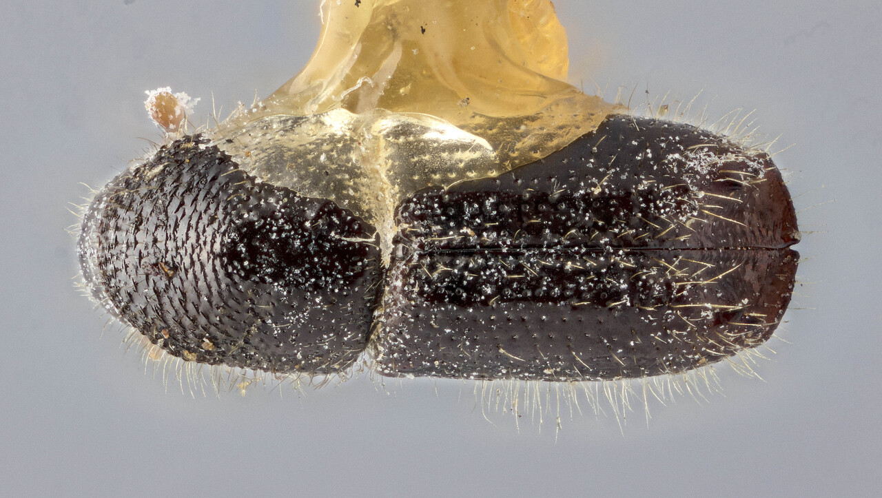 Genus / Species: Ips borealis borealis | Image Author: J Buffam | Location: Canada, Newfoundland, St. Anthony | Image Type: lectotype | Collection: Canadian National Collection of Insects, Arachnids and Nematodes