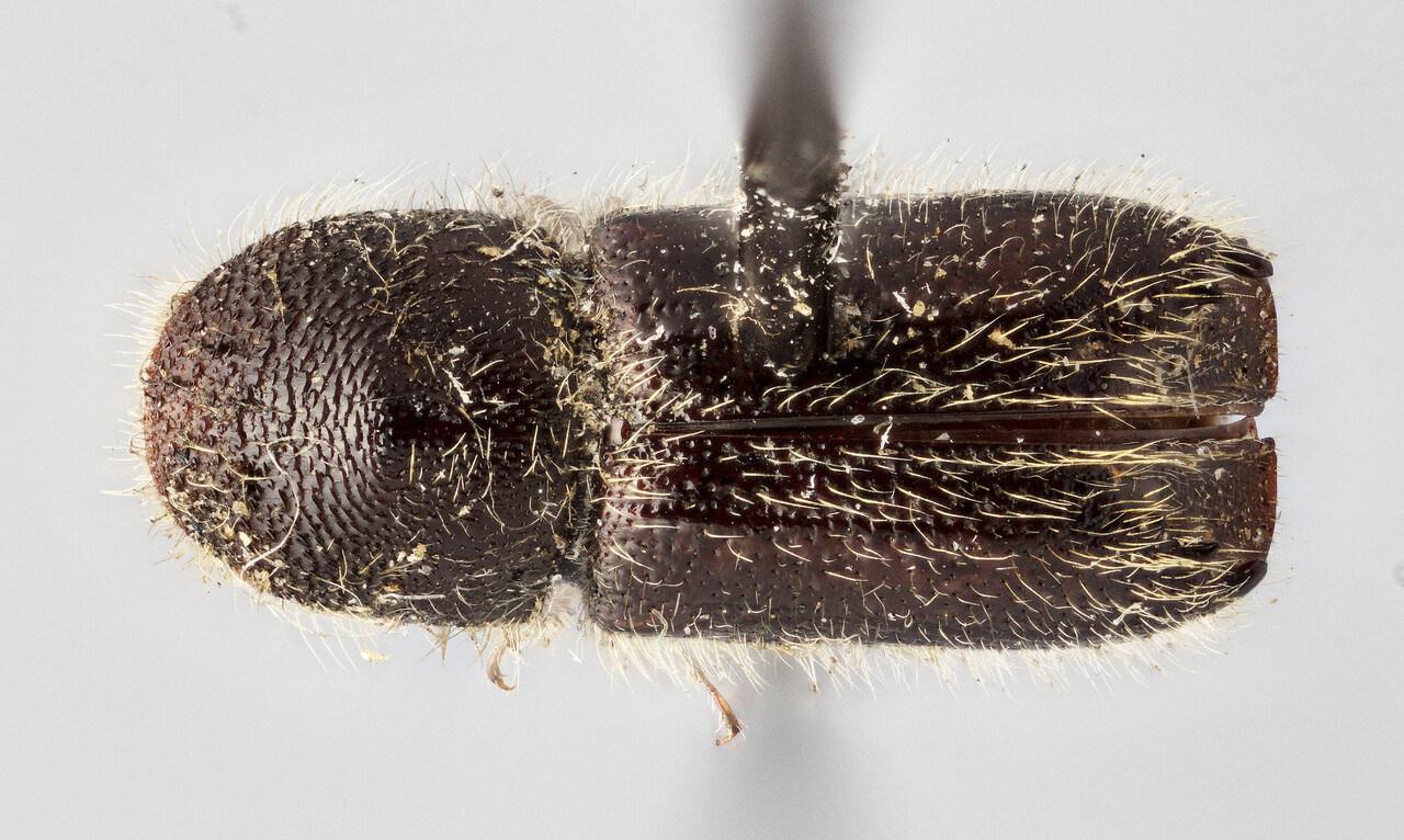 Genus / Species: Pseudips concinnus | Image Author: J Buffam | Location: United States, Oregon, Astoria | Image Type: holotype | Collection: Canadian National Collection of Insects, Arachnids and Nematodes