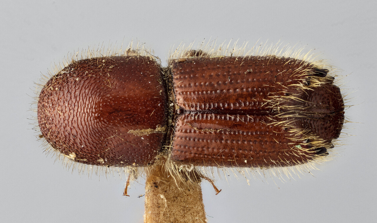 Genus / Species: Ips grandicollis | Image Author: J Buffam | Location: Canada, Quebec, Montreal Isl. | Image Type: holotype | Collection: Canadian National Collection of Insects, Arachnids and Nematodes
