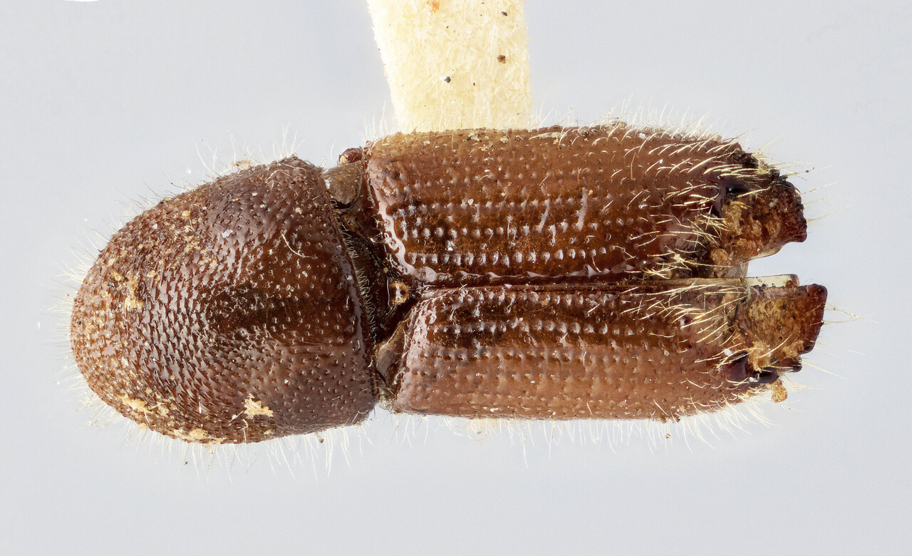 Genus / Species: Ips cribricollis | Image Author: J Buffam | Location: United States, New Mexico, Cloudcroft | Image Type: holotype | Collection: Canadian National Collection of Insects, Arachnids and Nematodes