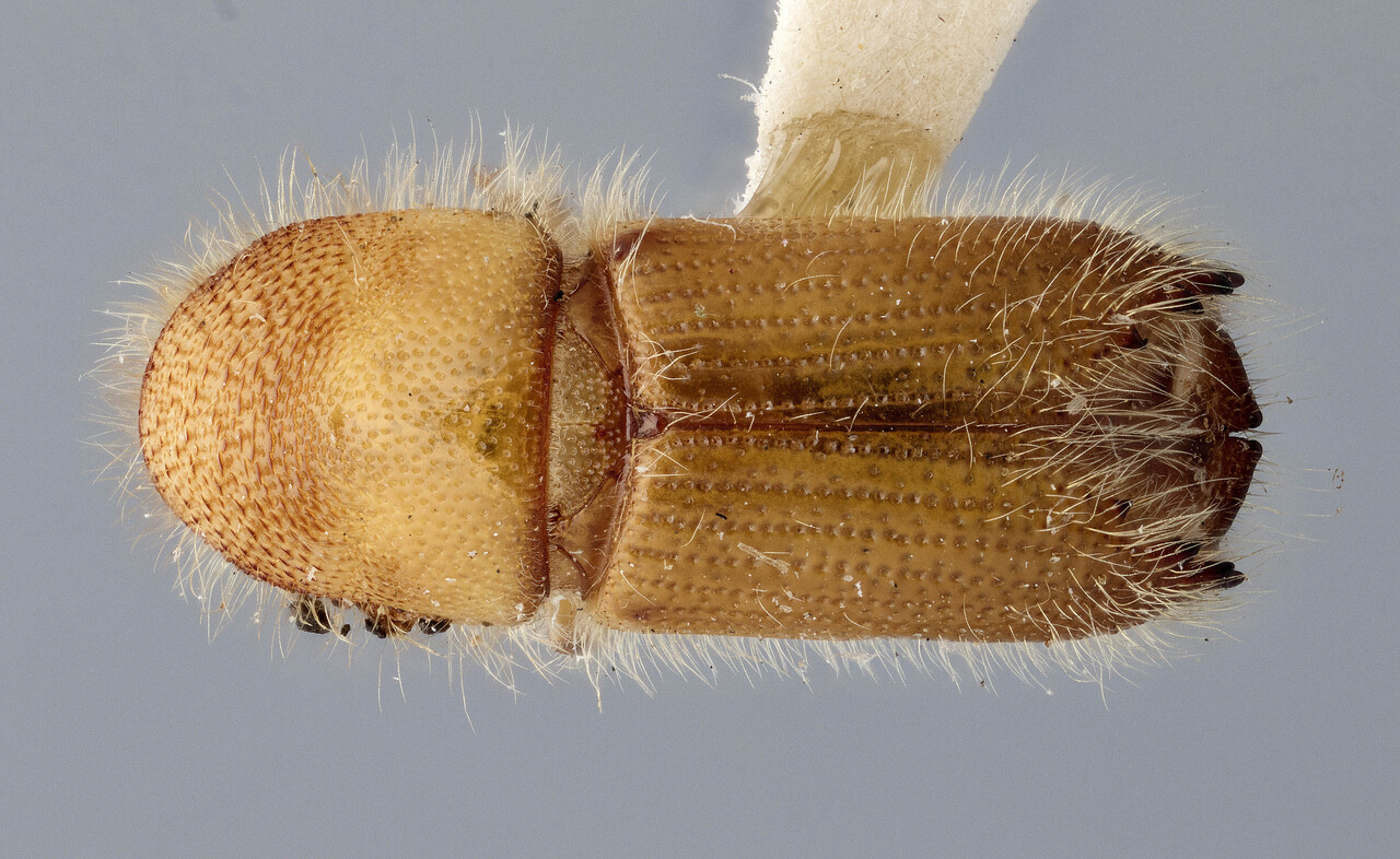 Genus / Species: Ips knausi | Image Author: J Buffam | Location: United States, New Mexico, Cloudcroft | Image Type: holotype | Collection: Canadian National Collection of Insects, Arachnids and Nematodes