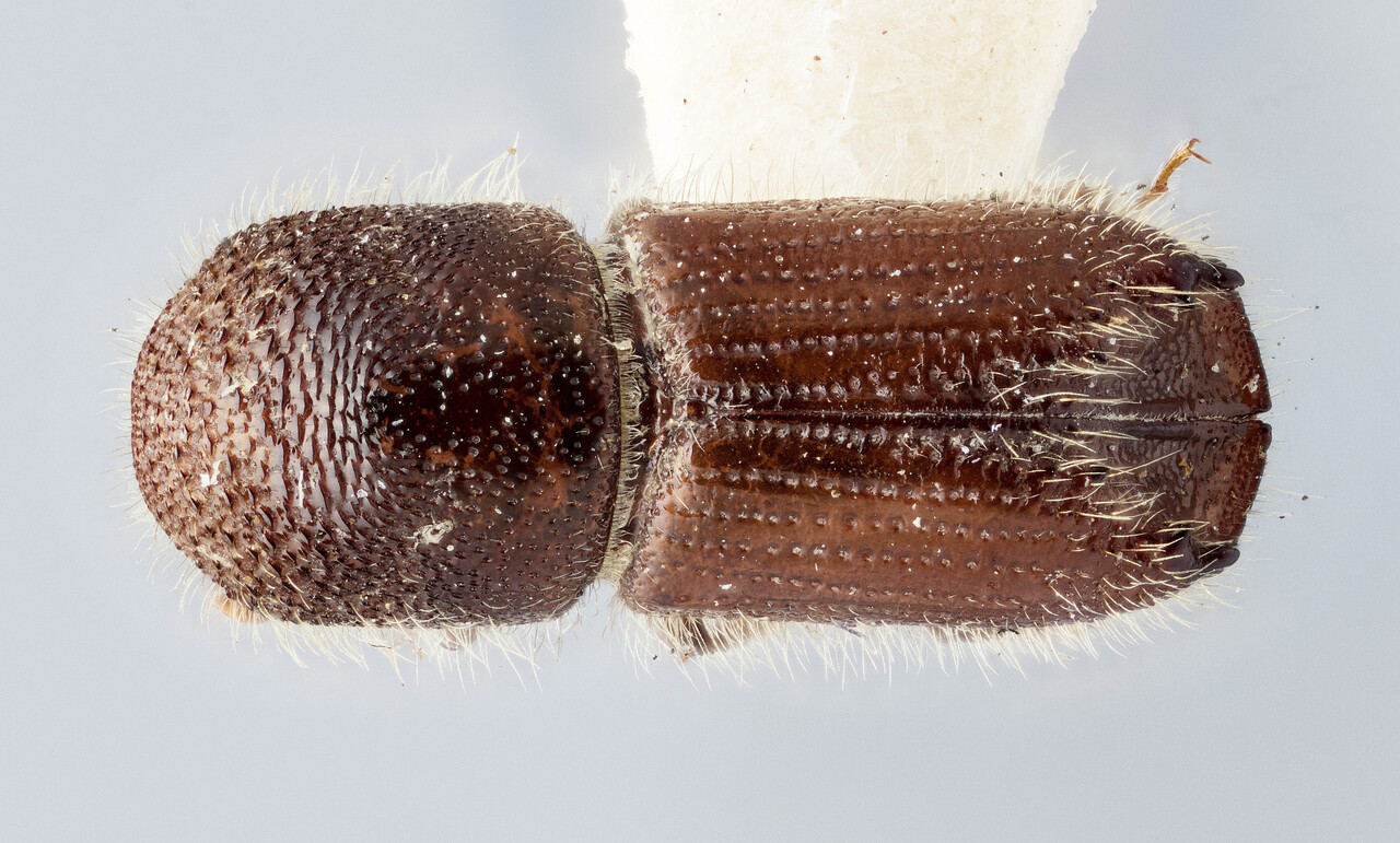 Genus / Species: Ips pini | Image Author: J Buffam | Location: Canada, Ontario, Ottawa | Image Type: lectotype | Collection: Canadian National Collection of Insects, Arachnids and Nematodes