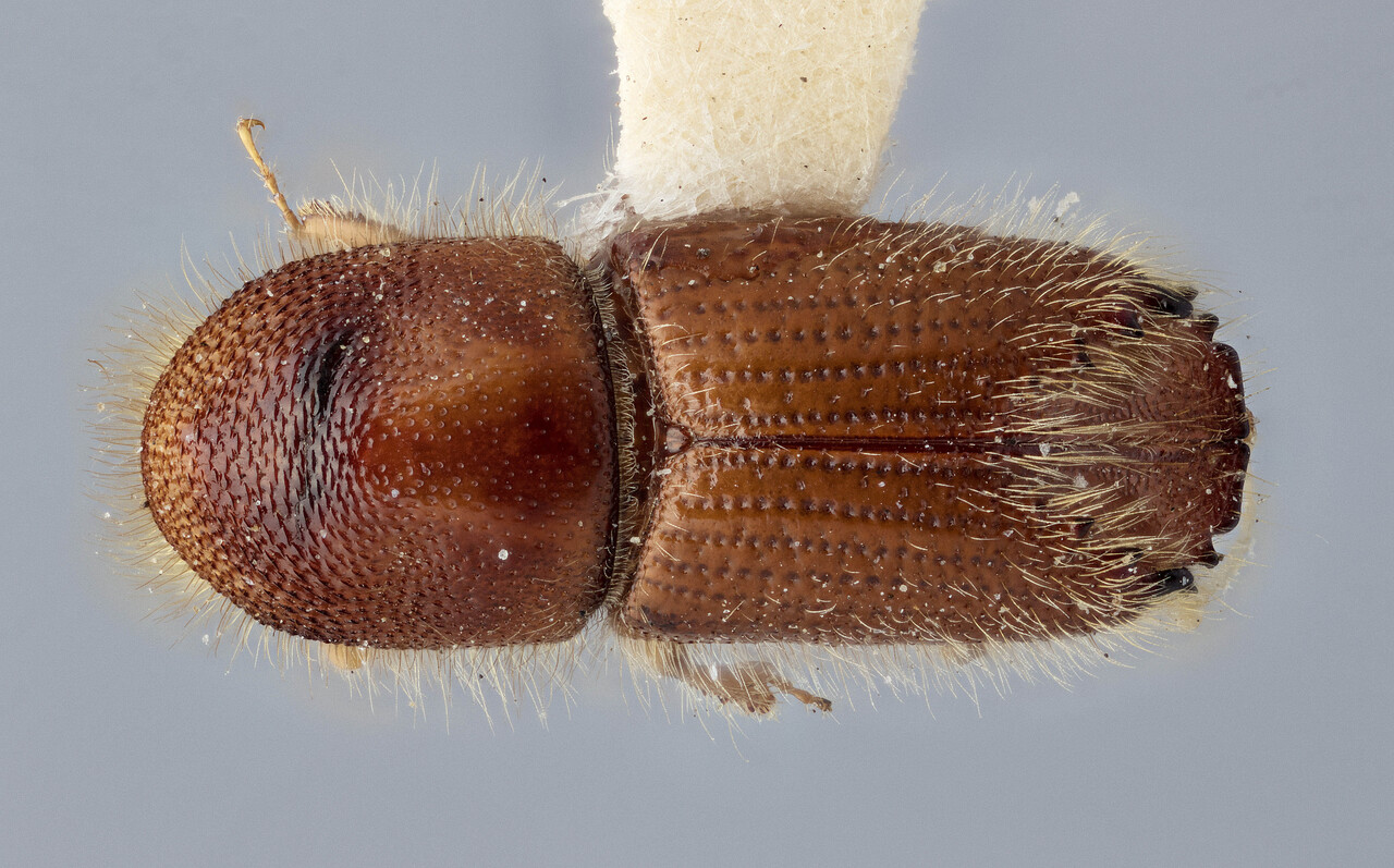 Genus / Species: Ips paraconfusus | Image Author: J Buffam | Location: United States, California, Avery | Image Type: holotype | Collection: Canadian National Collection of Insects, Arachnids and Nematodes