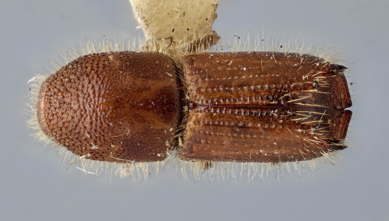 Genus / Species: Ips perroti | Image Author: J Buffam | Location: Canada, Quebec, Isle Perrot | Image Type: holotype | Collection: Canadian National Collection of Insects, Arachnids and Nematodes