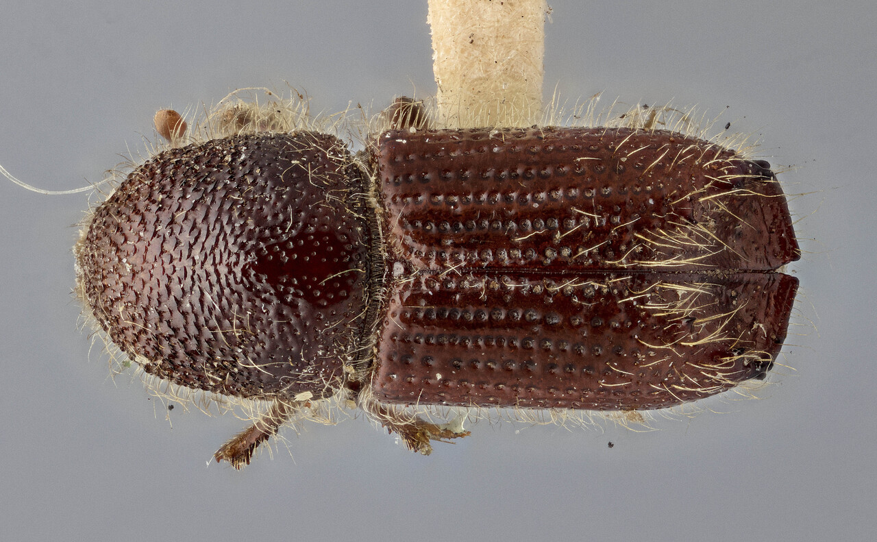 Genus / Species: Ips pilifrons pilifrons | Image Author: J Buffam | Location: United States, Colorado, Colorado (state) | Image Type: holotype | Collection: Canadian National Collection of Insects, Arachnids and Nematodes