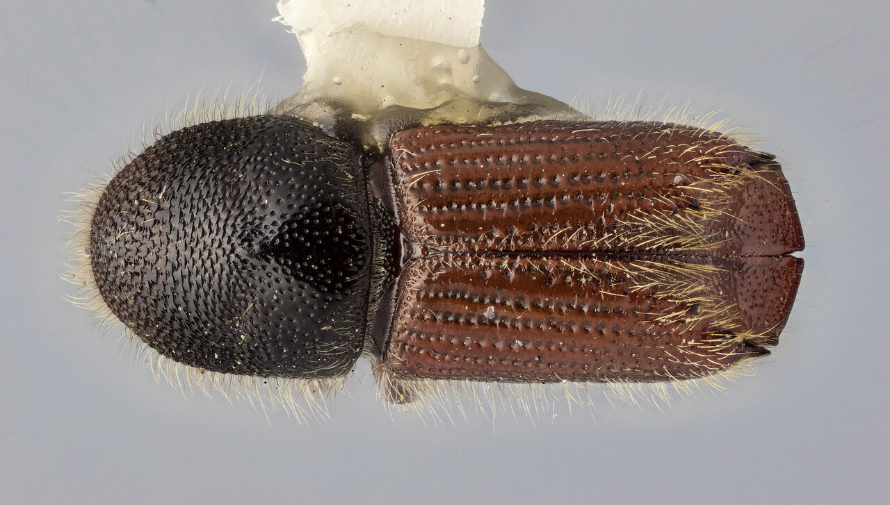 Genus / Species: Ips plastographus maritimus | Image Author: J Buffam | Location: United States, California, Rio del Mar | Image Type: holotype | Collection: Canadian National Collection of Insects, Arachnids and Nematodes