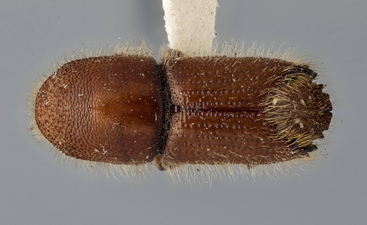 Genus / Species: Ips calligraphus calligraphus | Image Author: J Buffam | Location: United States, Arizona, Coconino N.F. | Image Type: holotype | Collection: Canadian National Collection of Insects, Arachnids and Nematodes