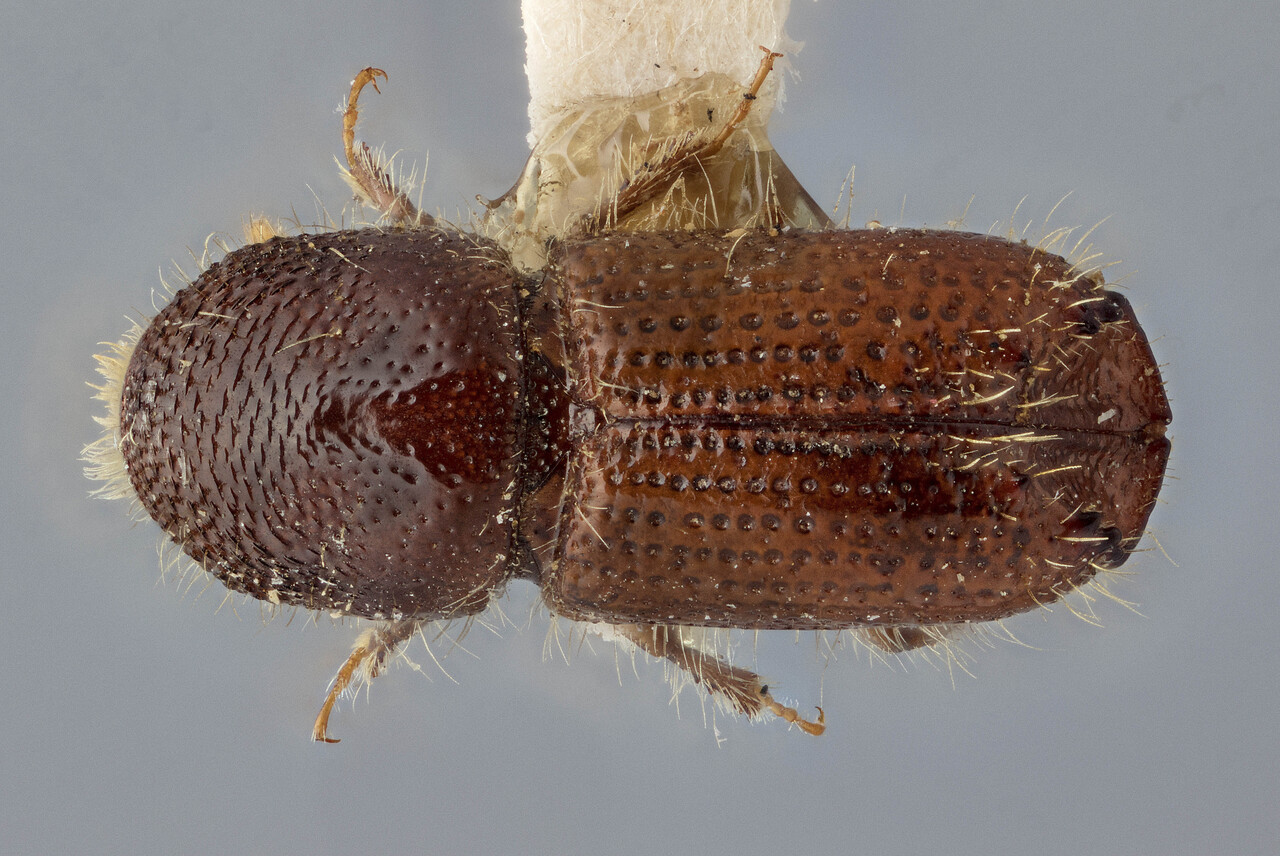 Genus / Species: Ips borealis swainei | Image Author: J Buffam | Location: Canada, British Columbia, Lumby | Image Type: holotype | Collection: Canadian National Collection of Insects, Arachnids and Nematodes